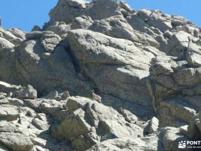 Refugio y vuelta al Pico de la Najarra; monasterio del paular calblanque san sebastián de los reyes 